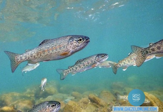بچه ماهی ایرانی قزل الا (تمام ماده) 100 گرم